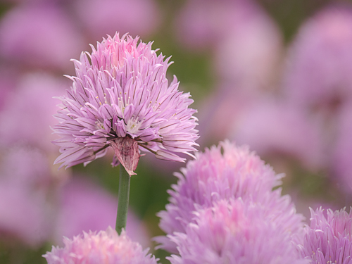 Love of Floral Close-up